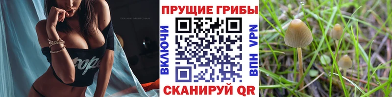 kraken tor  Каменск-Уральский  Псилоцибиновые грибы мухоморы  наркота 